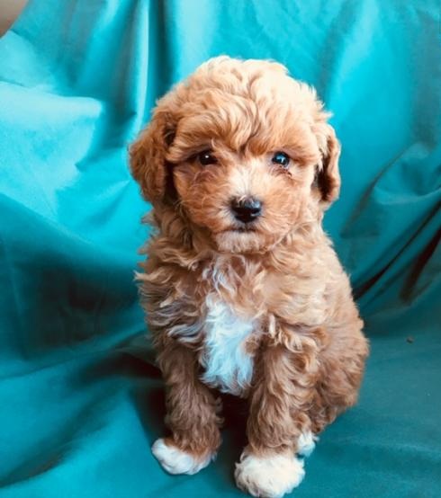 🎄🎄 Ckc ☮ Male 🐕 Female 🎄 Toy Poodle Puppies 🎄🎄 Image eClassifieds4u