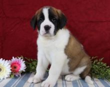 🎄🎄 Ckc ☮ Male 🐕 Female 🎄 Saint Bernard Pups 🎄🎄