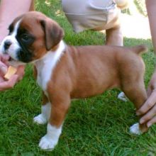 Available Boxer puppies.