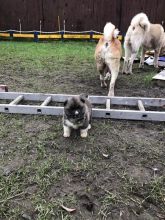 Beautiful Akita Puppies!! for sale