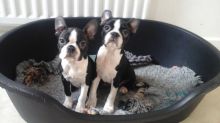 Boston Terrier Puppies For Sale