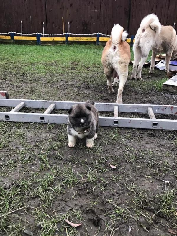Beautiful Akita Puppies!! for sale Image eClassifieds4u