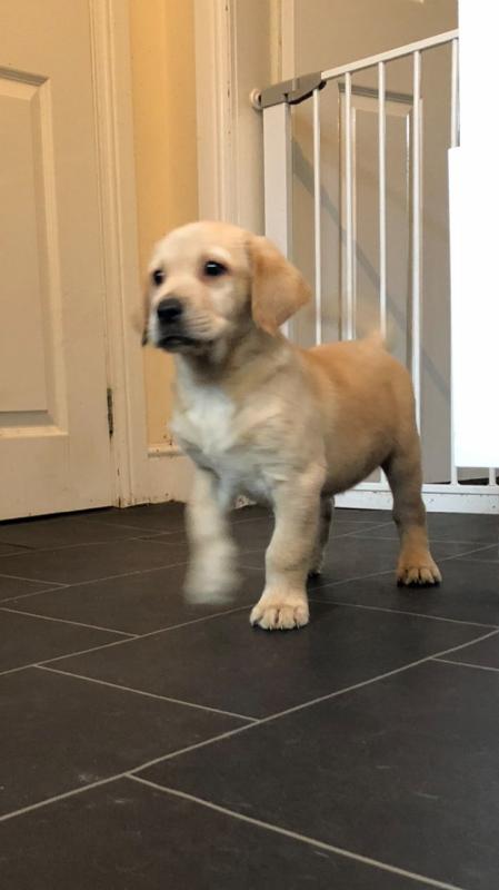 Beautiful Labrador Puppies Image eClassifieds4u