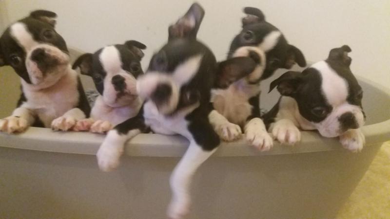 Boston Terrier Puppies For Sale Image eClassifieds4u