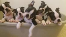 Boston Terrier Puppies For Sale Image eClassifieds4u 2