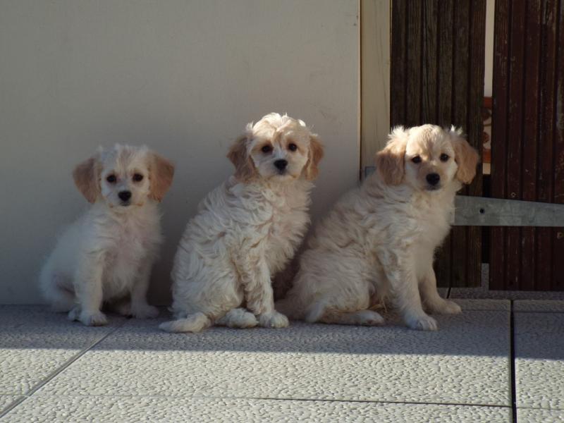 Mini Poodle Puppies for sale Image eClassifieds4u