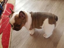 3 french bulldogs for sale. 2Boy. & 1Girl