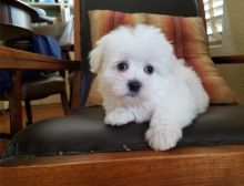 Adorable male and female Maltese Puppies.