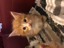 Registered Maine Coon Kittens for Sale