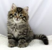 Super adorable Siberian kittens.