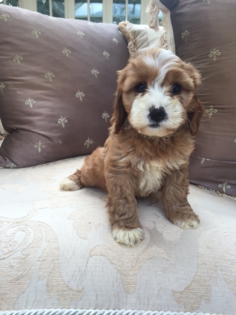 Cute male and female Cavapoo Puppies available. Image eClassifieds4u