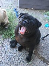 Re-homing a 12 weeks pug puppies Image eClassifieds4U