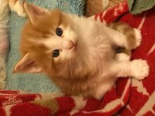 Registered Maine Coon Kittens for Sale Image eClassifieds4u 3