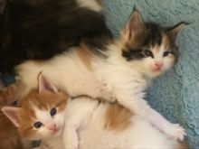 Registered Maine Coon Kittens for Sale Image eClassifieds4u 4