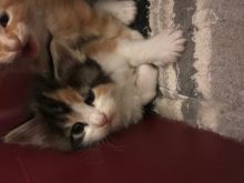 Registered Maine Coon Kittens for Sale Image eClassifieds4u 2
