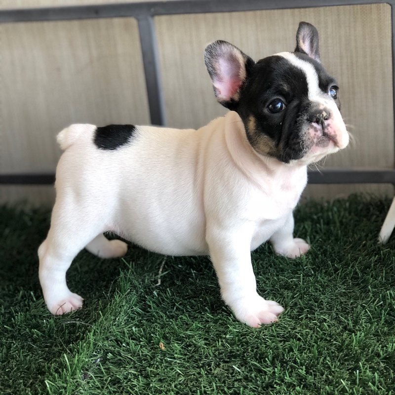French bulldog puppies. Image eClassifieds4u