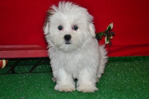 male and female Mal Shi puppies available. Image eClassifieds4u