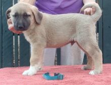 Anatolian Shepherd puppies