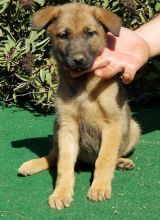 Belgian Malinois puppies.