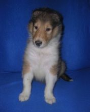 Collie puppies now