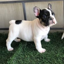 French bulldog puppies.