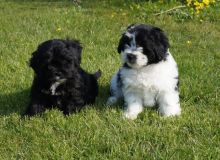 A beautiful litter of Shihpoo puppies