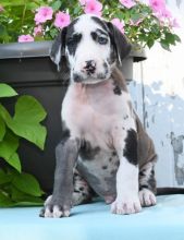 Adorable Great Dane puppies