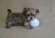 Adorable Morkie puppies