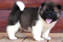 Akita puppies