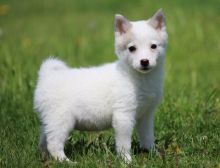 Alaskan Klee Kai puppes