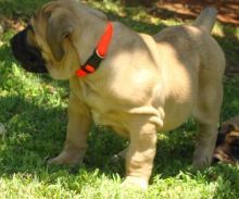 Boerboel puppies ready