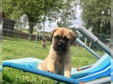 Bullmastiff puppies for sale.