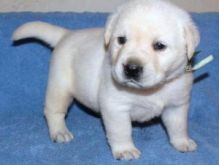 CKC registered Labrador Retriever Puppies