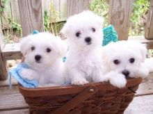 CKC registered Maltese Puppies