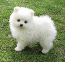 Cute CKC registered Pomeranian puppies