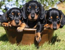 Dachshund puppies ready for rehoming