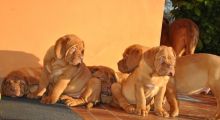 Fantastic Dogue De Bordeaux Puppies for Sale