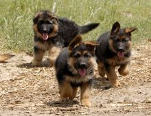 German Shepherd Puppies