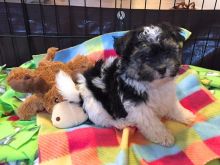 Havanese Puppies