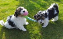 Havanese Puppies