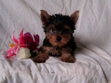 Home raised yorkie puppies for rehoming