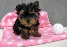 I have male and female Yorkie puppies to offer.t
