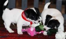 Jack Russell Puppies