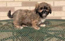 Lhasa Apso puppies for adoption