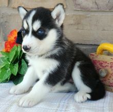 Lovable blue eyes Siberian Husky puppies available.