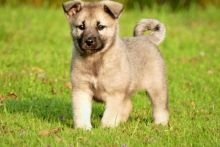 Norwegian Elkhound Puppies