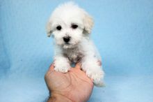 Perfect Maltipoo Puppies available