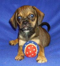 Puggle Pups ready now 4 puggle lovers