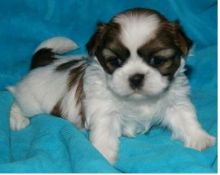 Lhasa Apso Puppies