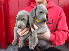 Weimaraner puppies